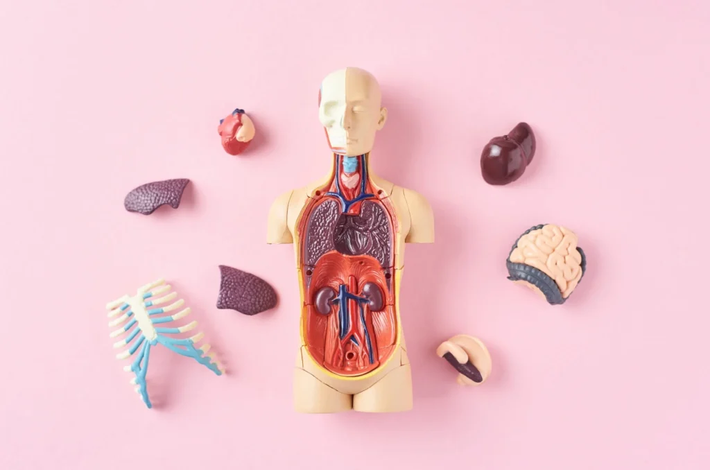 body anatomy
